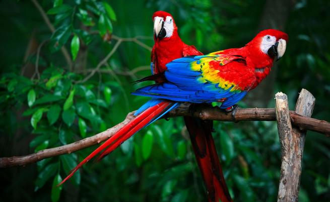 Интелигентни папагали: Как пернатите животни водят видеочат