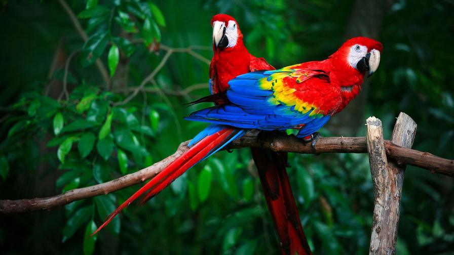 Жена разкри изневярата на съпруга си благодарение на папагал