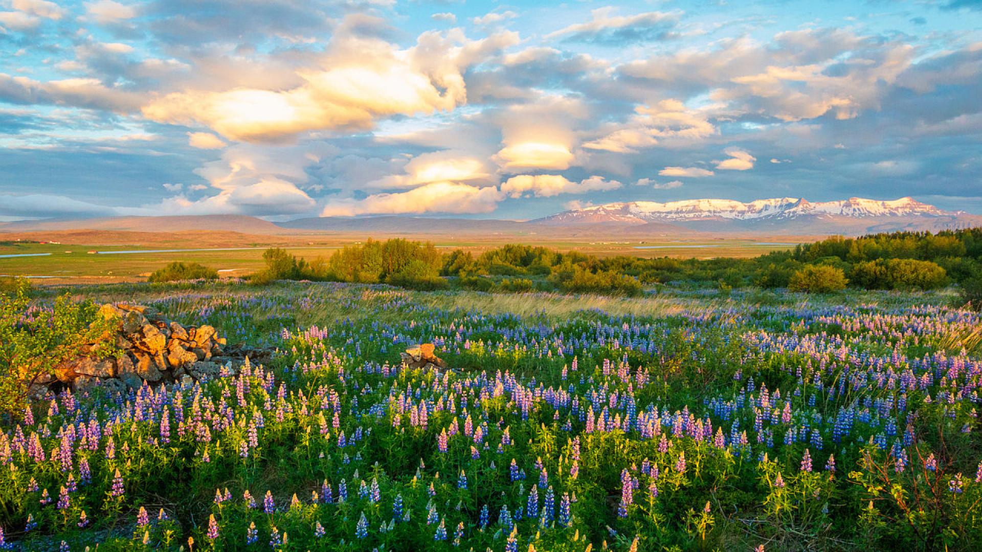 Пролетта на 2025 г е по студена от пролетта на 2024