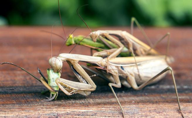 Сексуален канибализъм, повръщане: Удивителната еволюция на насекомите