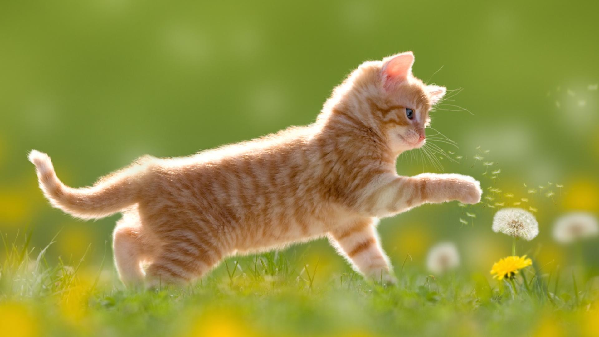 През нощта от запад облачността ще се увеличава и ще