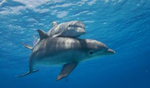 Защо делфините плуват пред корабите (ВИДЕО)