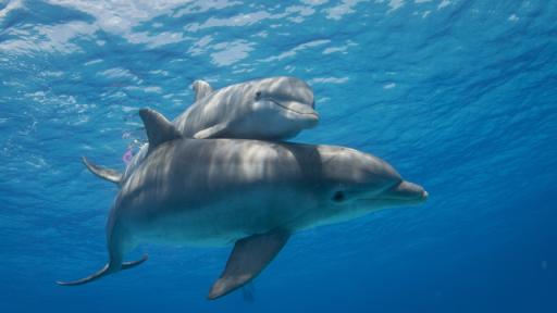 Защо делфините плуват пред корабите (ВИДЕО)