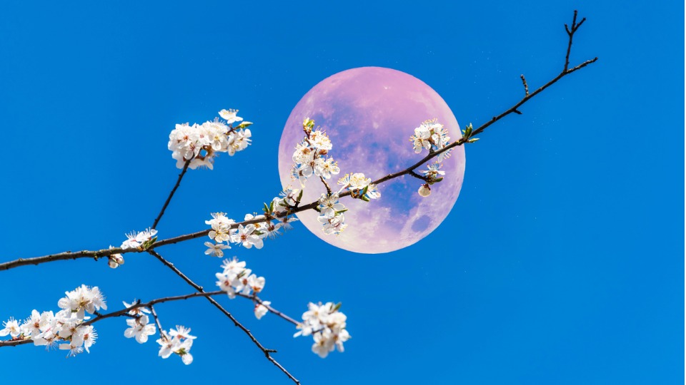 розова луна пълнолуние пролет