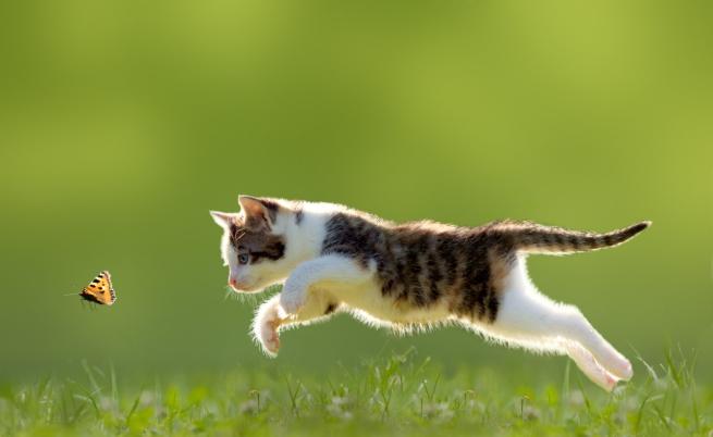 Домашните котки рядко се разхождат далече от дома