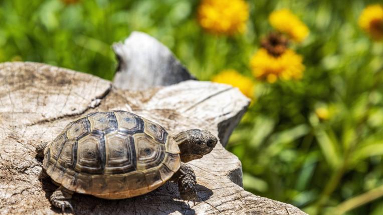  ТЕСТ: Ще се оправиш ли с тези въпроси за 2 клас? 