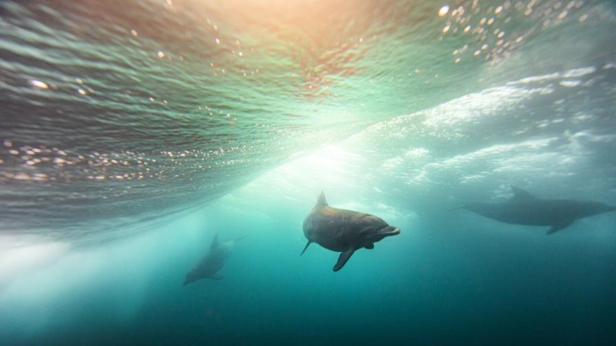 Ужасяваща гледка: Mъртви делфини край бреговете в Кранево