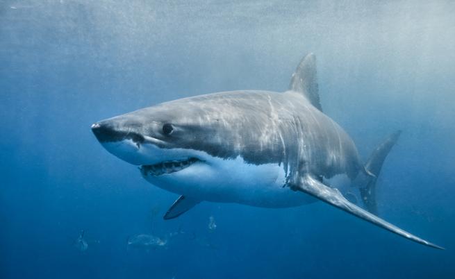 Голямата бяла акула - 300 остри зъба, които не оставят шанс за плячката