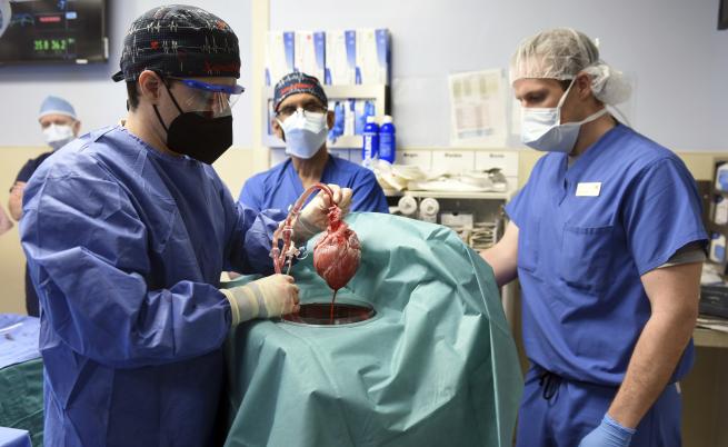 Вирус е открит в сърцето от прасе, трансплантирано на човек
