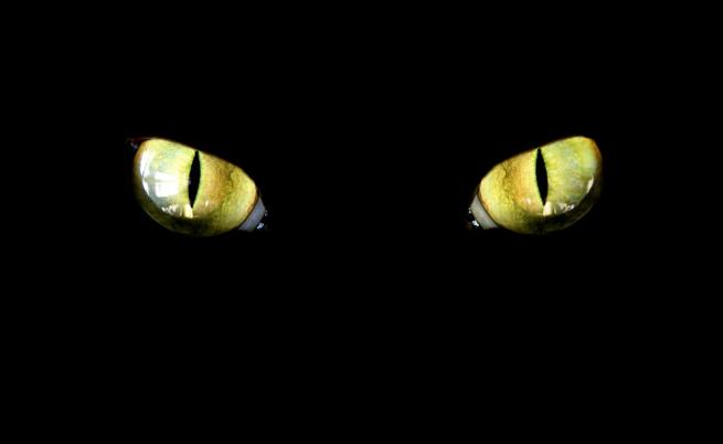 Суеверието за черната котка: Дявол ли пресича пътя ни?