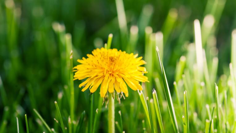  Най-полезните кореноплодни растения, които би трябвало да хапваме по-често 