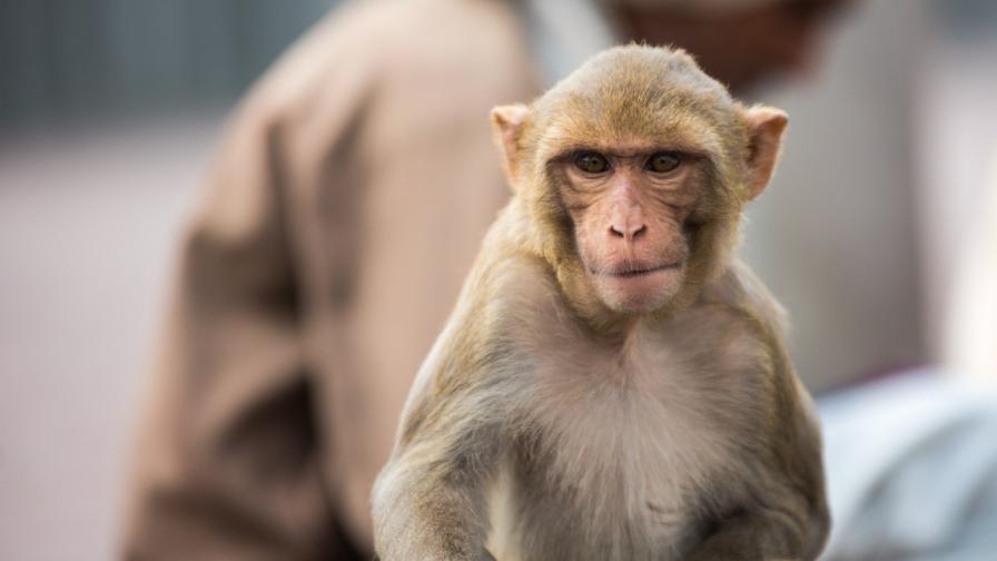 Ранена маймуна сама потърси помощ в болница (ВИДЕО)