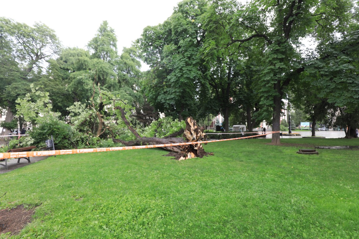 <p>Дърво падна пред Народния театър в София</p>
