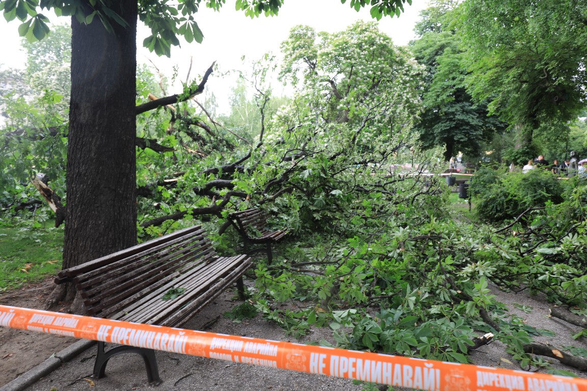 <p>Дърво падна пред Народния театър в София</p>