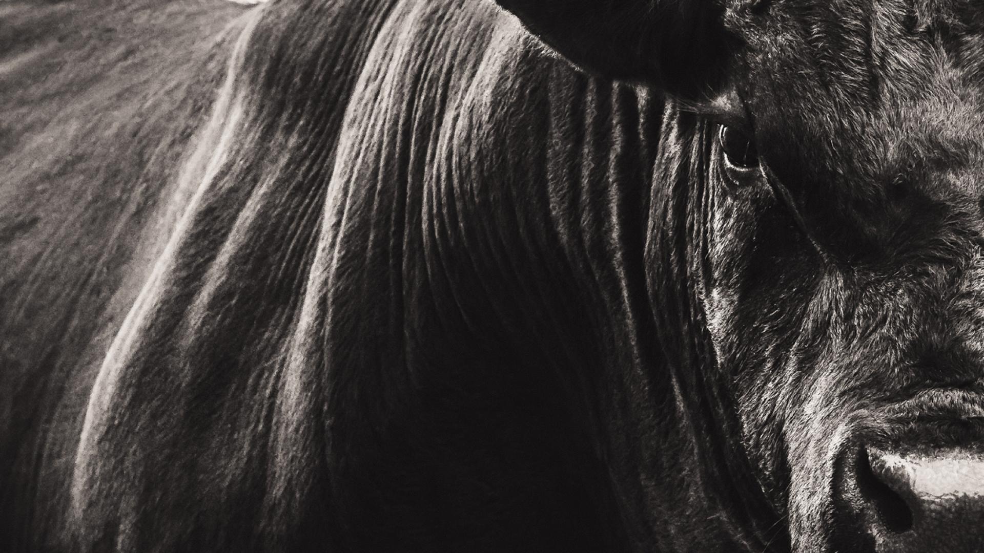 След нападение от бик е починал работник в кравеферма в