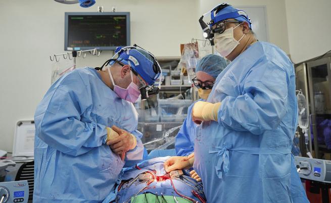 Хирурзи успешно трансплантираха свински сърца на двама пациенти в мозъчна смърт