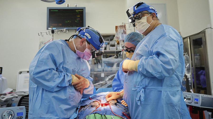 Хирурзи в САЩ успешно са трансплантирали свински сърца на двама пациенти в мозъчна смърт