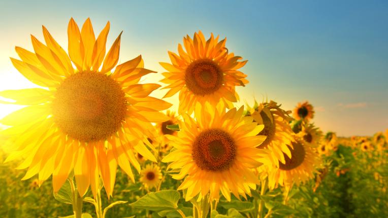  Изберете си картинка и разберете какво ви чака през август 