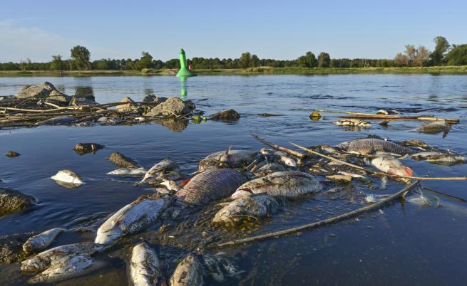Анна Москва: В пробите от водата на река Одер не е открит живак