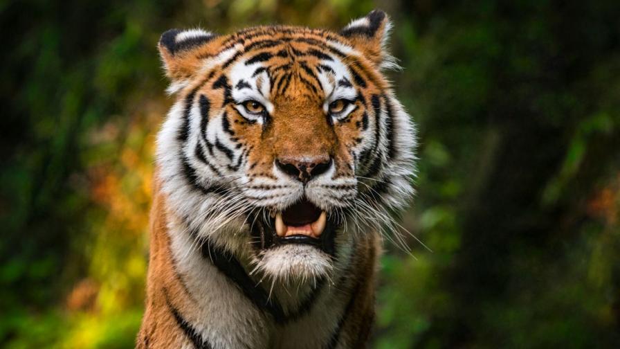 Индийка пребори тигър, за да спаси бебето си