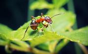 Мозъчен паразит превръща мравки в „зомбита“