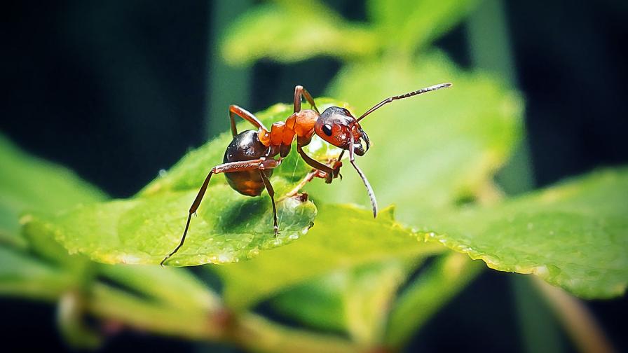 Мозъчен паразит превръща мравки в „зомбита“