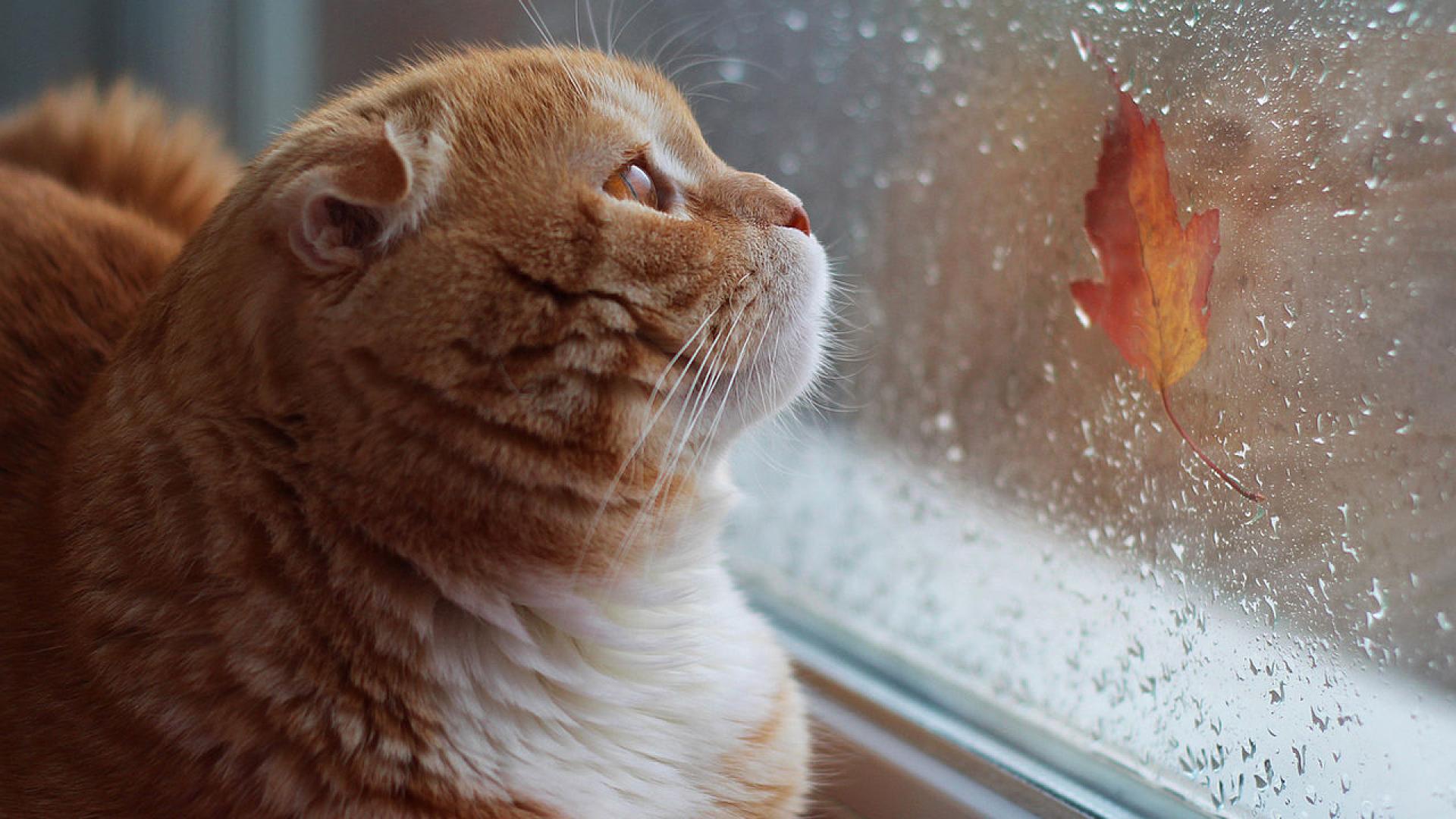 Днес облачността над страната ще се задържи предимно значителна със