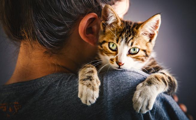 Когато те повика непознат: Котките реагират различно на гласовете на хората