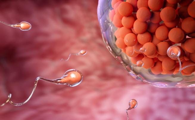 Мъжете с все по-малко сперматозоиди, задава ли се репродуктивна криза