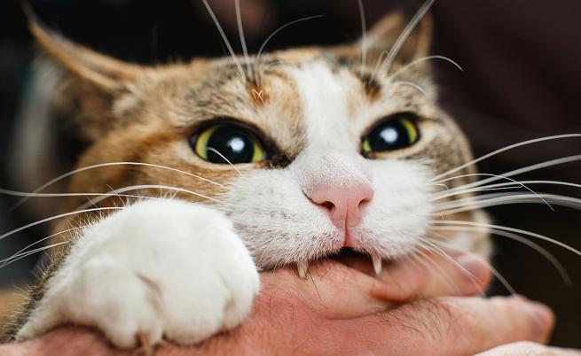 Как да успокоим агресивна котка: 6 важни съвета