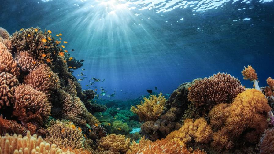 Австралия не е съгласна с промяна в статута на Големия бариерен риф