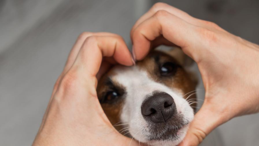 Разбират ли кучетата, когато им казваме, че ги обичаме?