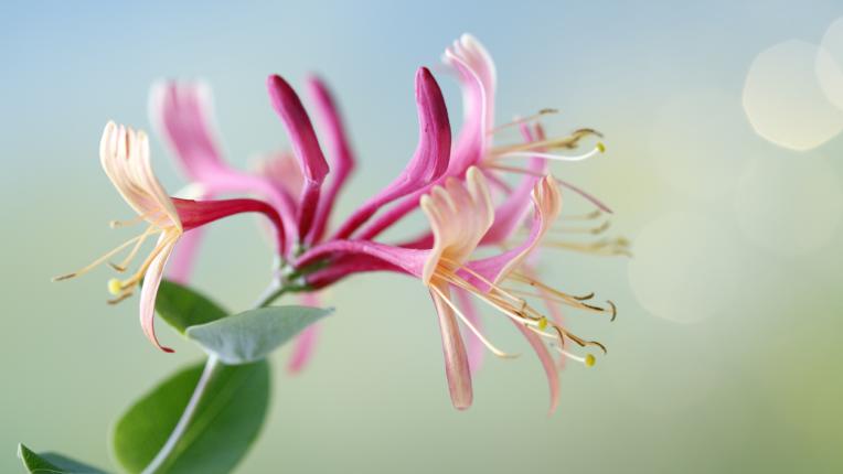  Тези растения ще донесат шанс вкъщи през 2023 година 