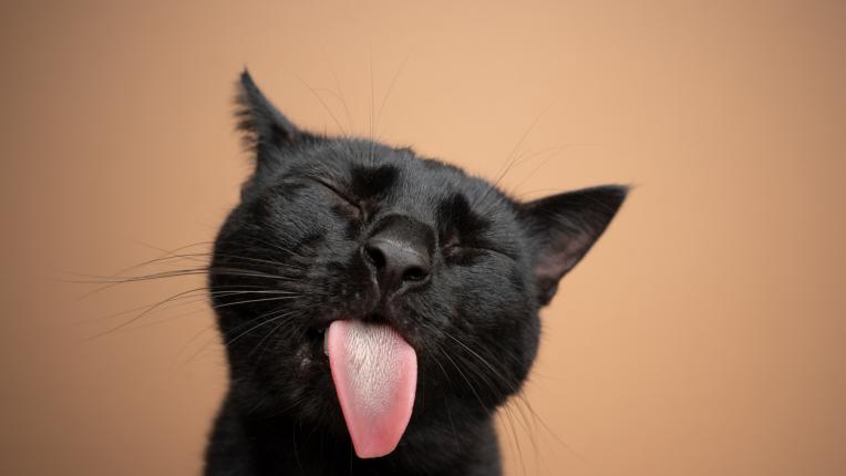  Ето го твоето черно коте за шанс 