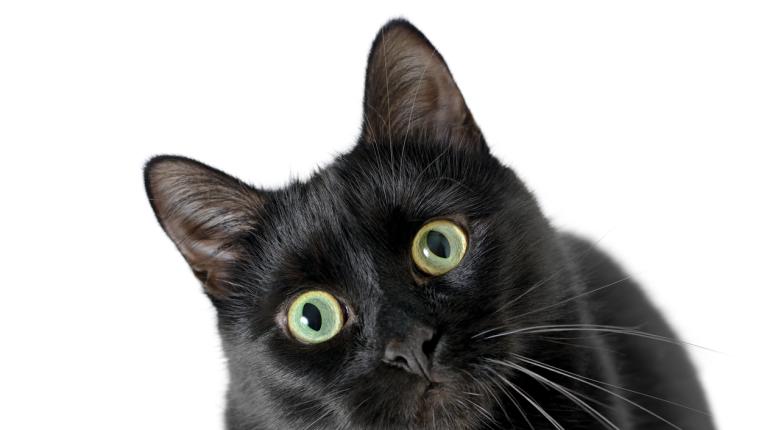  Ето го твоето черно коте за шанс 