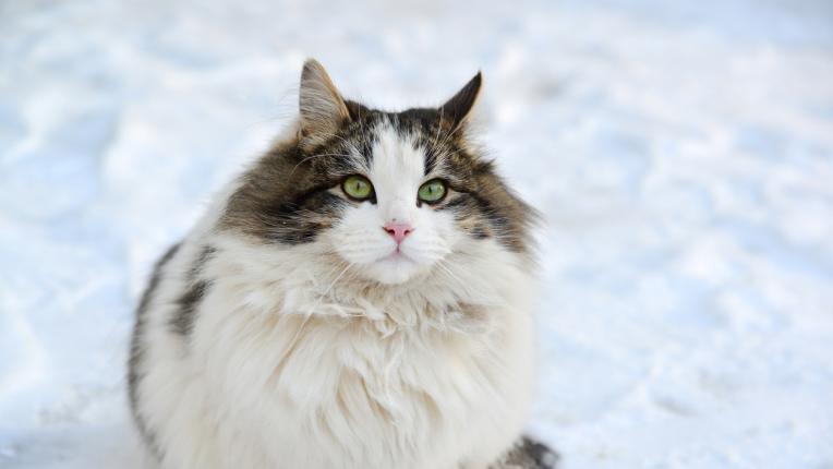  Дневен хороскоп за събота, 14 януари 