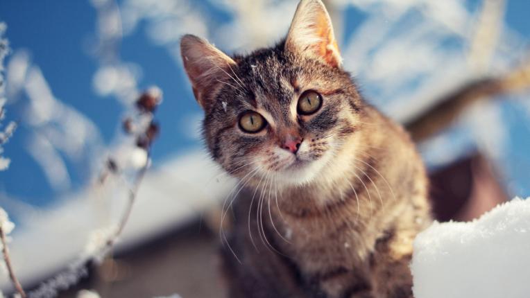  Дневен хороскоп за събота, 14 януари 