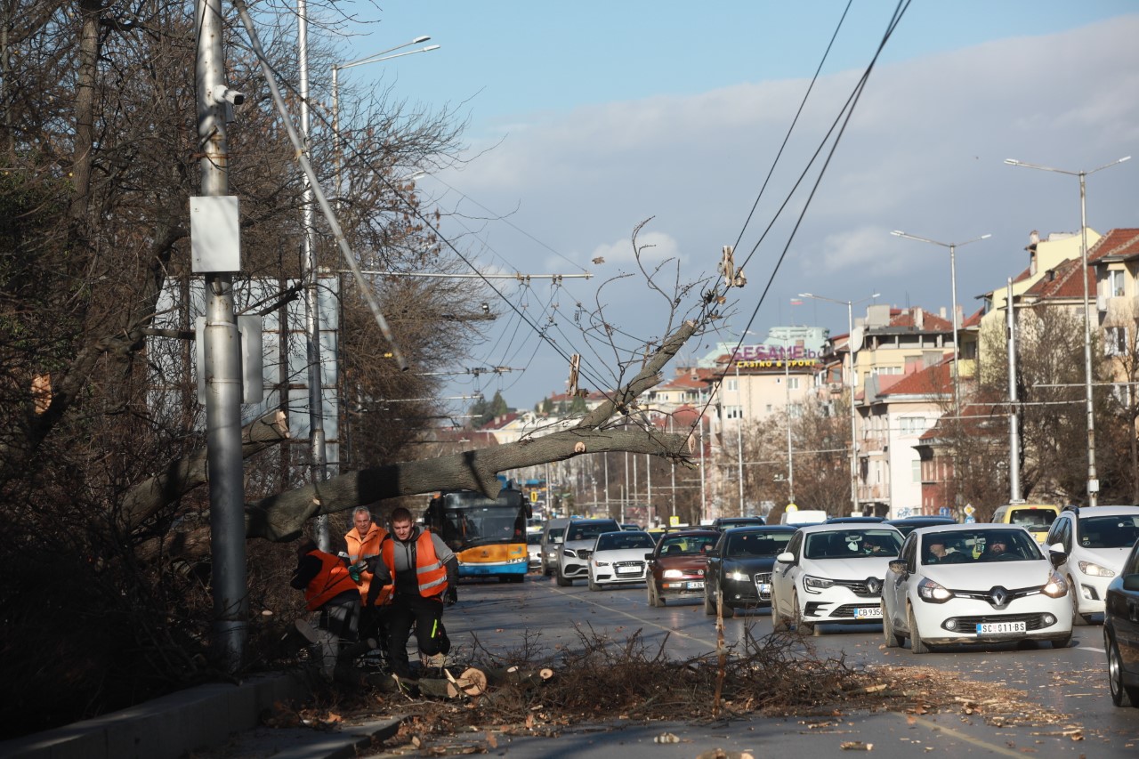 <p>Редица сигнали за счупени клони и паднали дървета заради силен вятър бяха подадени в София</p>