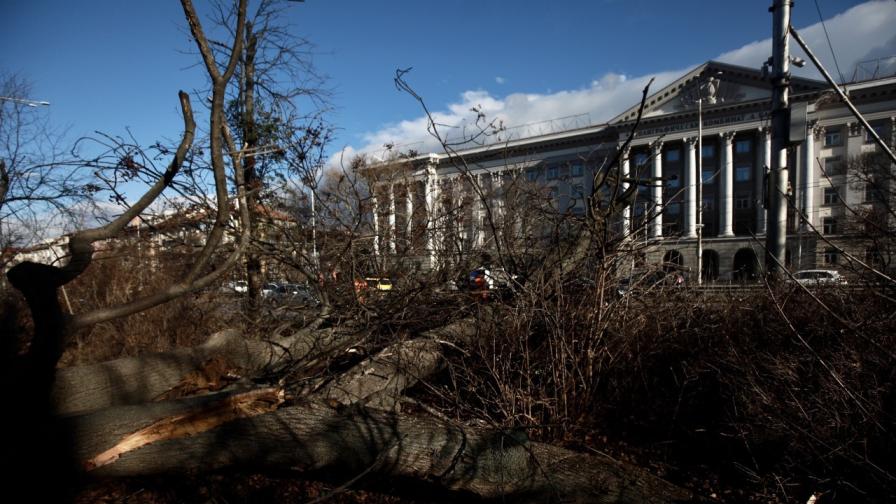 Редица сигнали за счупени клони и паднали дървета заради силен вятър бяха подадени в София