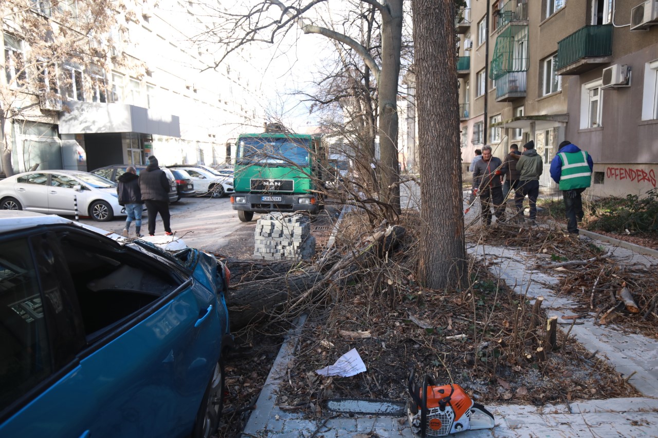 <p>Паднало дърво смаза автомобил до БТА</p>