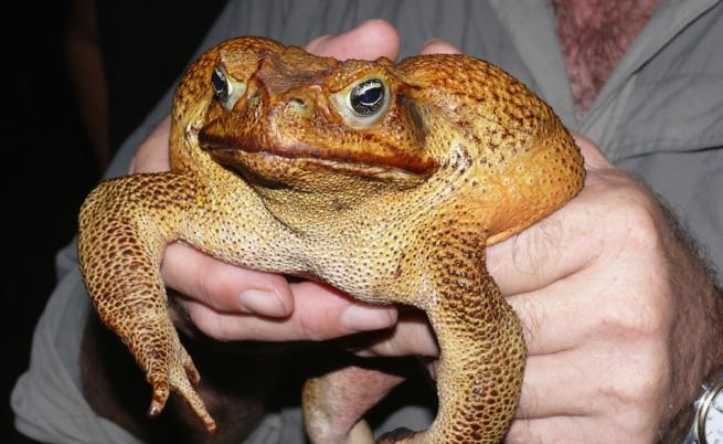 Откриха огромна жаба в Австралия (СНИМКИ)