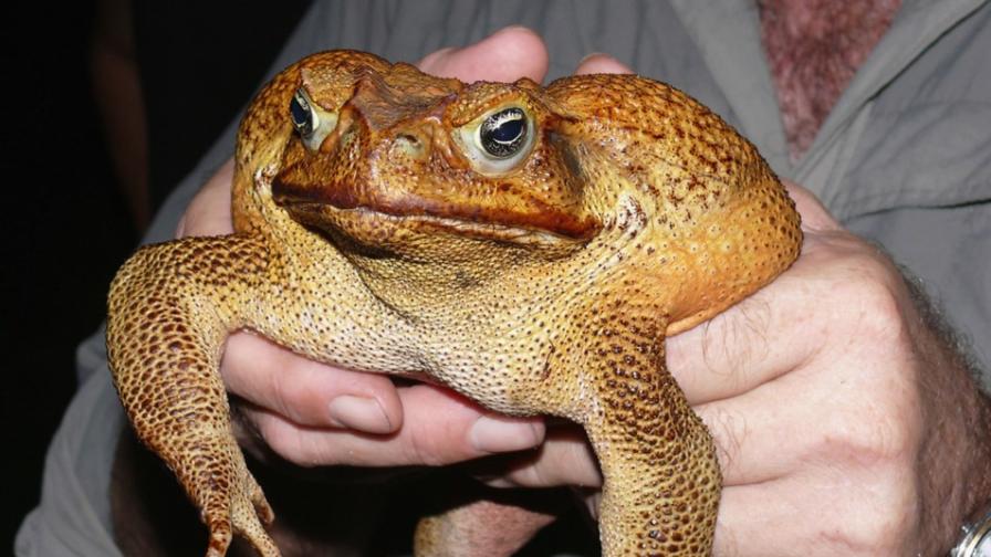<p>Австралия: Откриха огромна жаба&nbsp;</p>