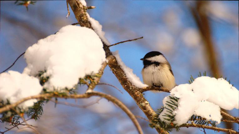  Дневен хороскоп за сряда, 25 януари 