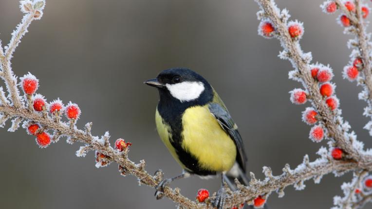  Дневен хороскоп за сряда, 25 януари 