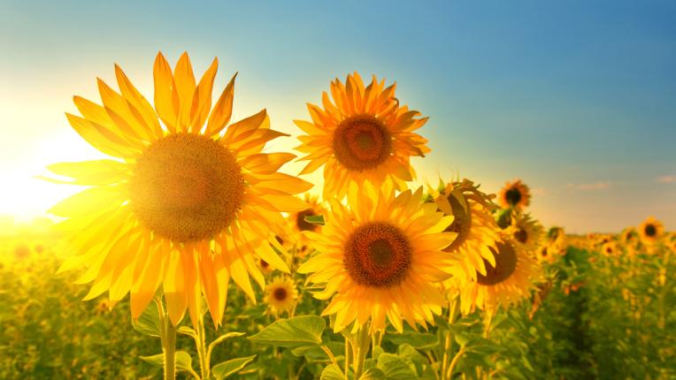 5 ползи за здравето от слънчогледовите семки