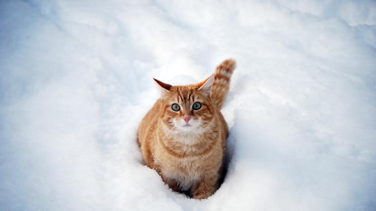  Дневен хороскоп за четвъртък, 25 януари 