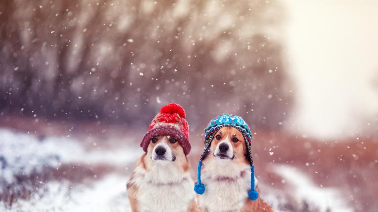  Дневен хороскоп за четвъртък, 25 януари 