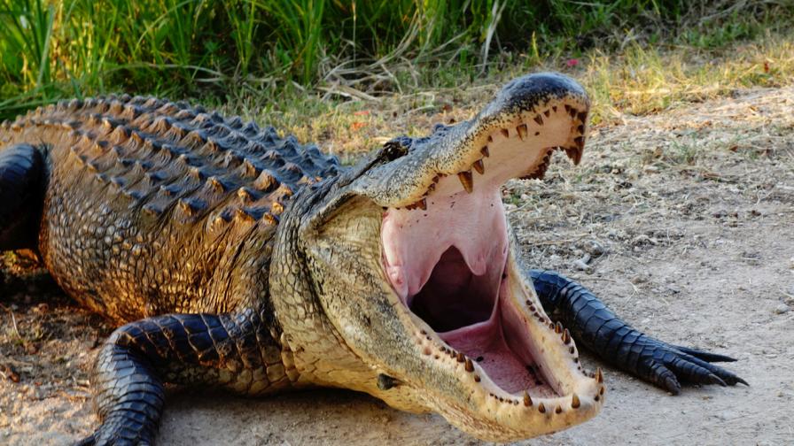 Намереният в нюйоркско езеро алигатор е глътнал тапа за вана