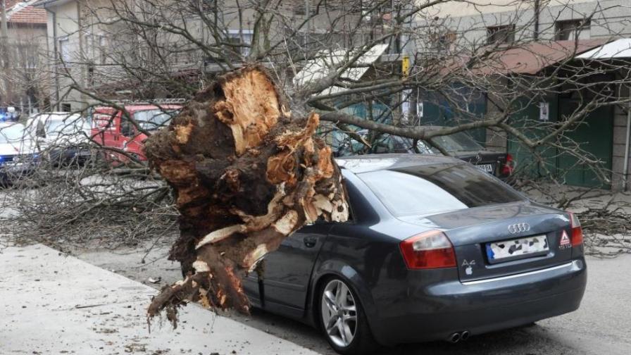 Дърво смаза автомобил с човек вътре в Харманли