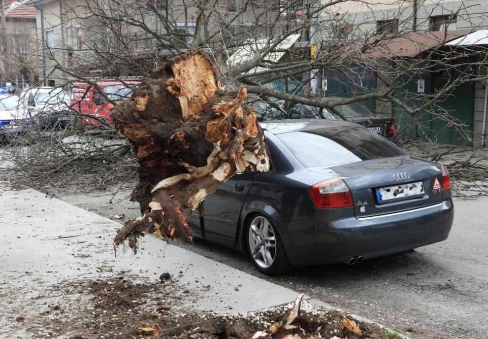 Дърво смаза автомобил с човек вътре в Харманли